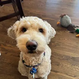 Ollie